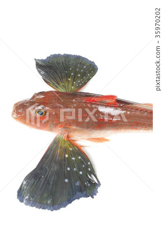 A high-quality fish white fish that walks on the seabed with legs with a developed coriander A high-quality fish white fish that walks on the seabed with legs with a developed coriander 35970202