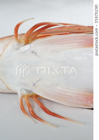 A high-quality fish white fish that walks on the seabed with legs that develop chest fins from the ventral side 35970290