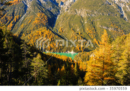 Alps and forest of national parc in Switzerland 35970559