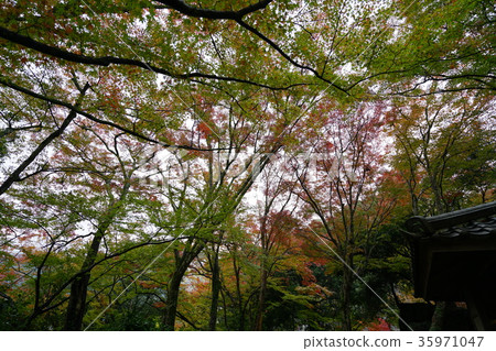 Maple leaves 35971047