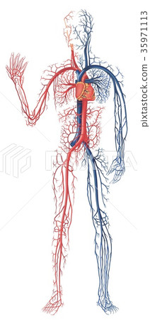 Circulation of Blood 35971113