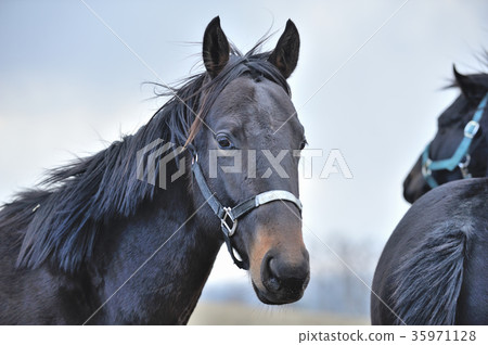 Thoroughbred Thoroughbred 35971128