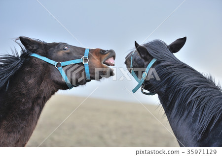 Thoroughbred Thoroughbred 35971129