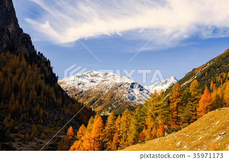Alps and forest of national parc in Switzerland 35971173