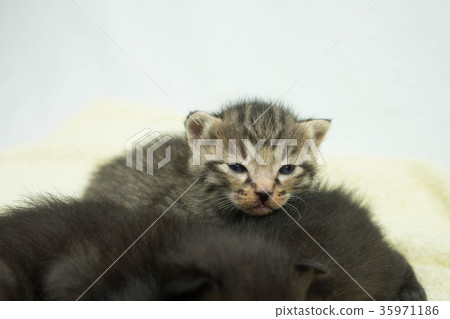 小貓 35971186