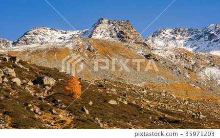 Alps and forest of national parc in Switzerland.  35971203