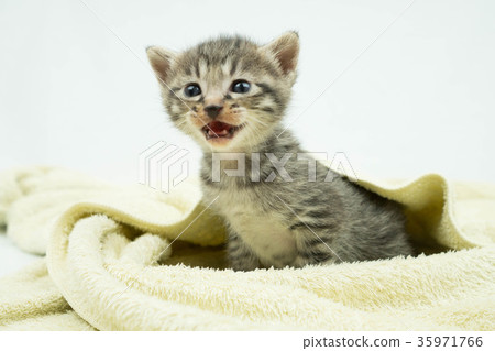 Pretty kitten Pretty kitten 35971766