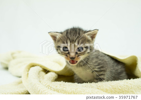 Pretty kitten Pretty kitten 35971767
