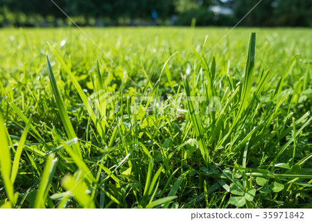 Natural summer background with green lawn grass. Natural summer background with green lawn grass. 35971842