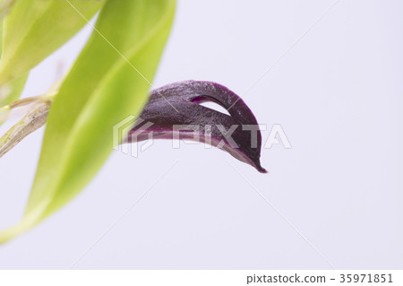 原始的蘭花Zootrophion atropurpureum的照片 原始的蘭花Zootrophion atropurpureum的照片 35971851