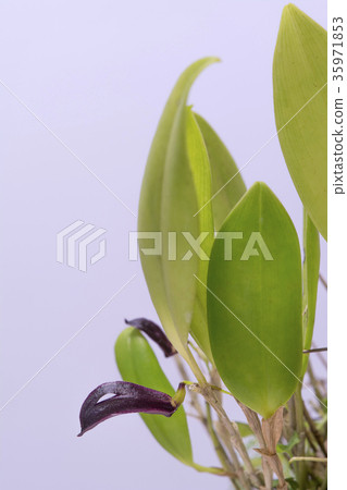 Photo of the original orchid Zootrophion atropurpureum 35971853