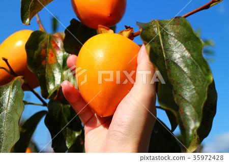 Men's hand to harvest a sweet potato 35972428