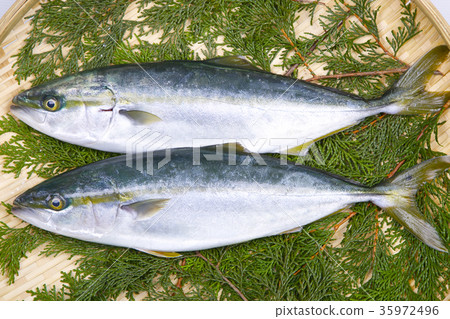 Buri ingredients Buri ingredients 35972496