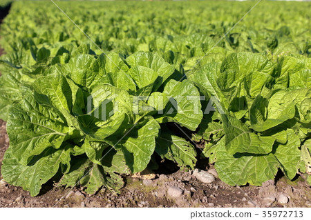 Cabbage Cabbage 35972713