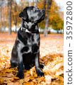 Labrador retriever puppy sits in an autumn park. 35972800