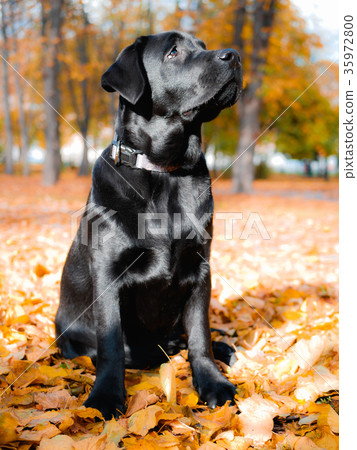 Labrador retriever puppy sits in an autumn park. 35972800