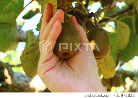 收穫獼猴桃彩虹紅色的男性手 35972828