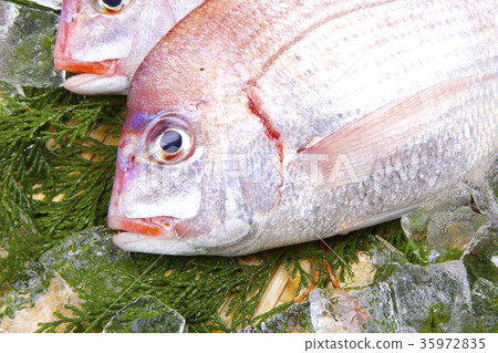 Chidai Food Chidai Food 35972835