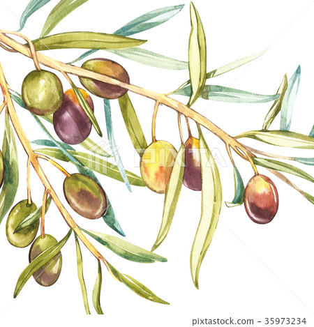 Banners with ripe black and green olives on white Banners with ripe black and green olives on white 35973234