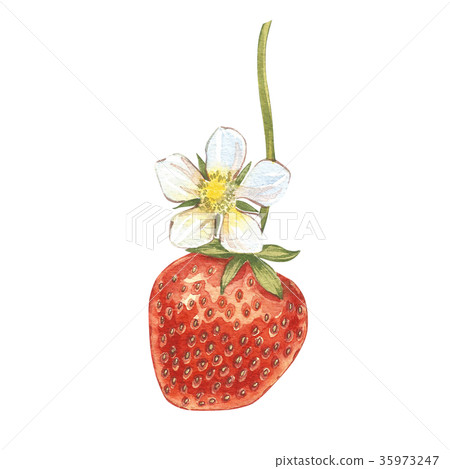 Red berry strawberry isolated on white background Red berry strawberry isolated on white background 35973247