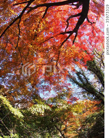 Saruibashi 35973319