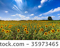 向日葵田 35973465