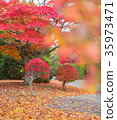 秋天的樹葉 35973471