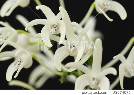 Photo of the original orchid Dendrobium speciosum Photo of the original orchid Dendrobium speciosum 35974075