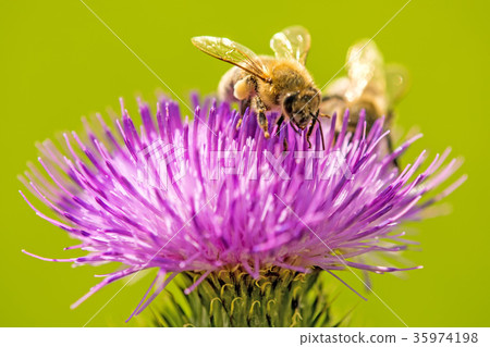bee on flower of a thistle 35974198