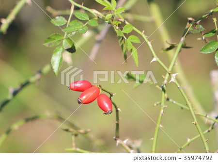 Rose hip Rose hip 35974792