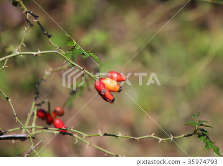 Rose hip 35974793