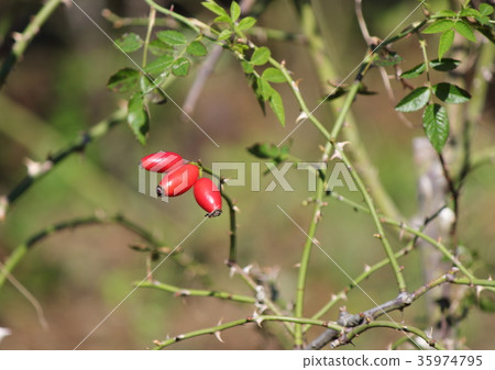 玫瑰果 35974795
