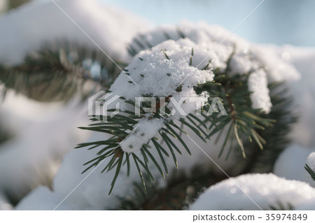 spruce tree in city covered with snow after 35974849