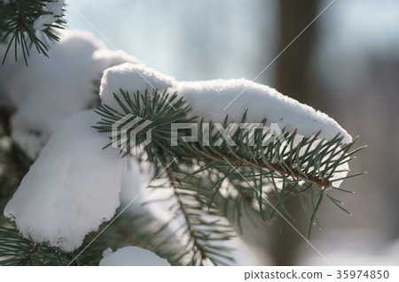 spruce tree in city covered with snow after spruce tree in city covered with snow after 35974850