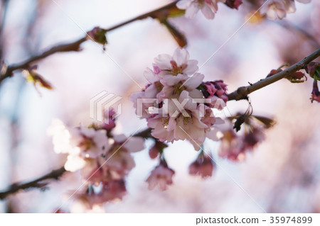 sakura blossom in warm spring morning 35974899