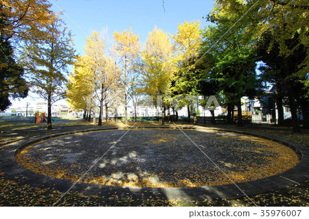 吉米公園秋葉 35976007