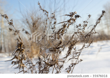 Tree branches under the snow, closeup Tree branches under the snow, closeup 35976018