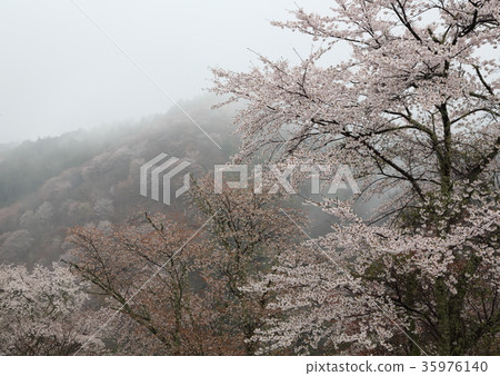 Yoshino cherry blossoms in the mist 35976140