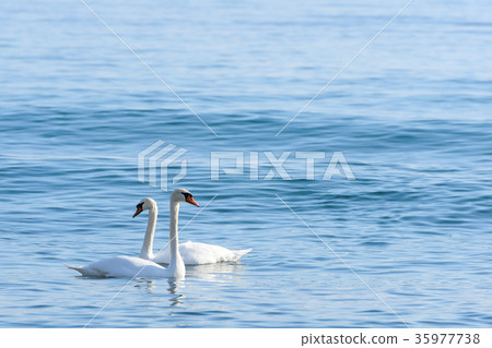 Two swan on turquoise water 35977738