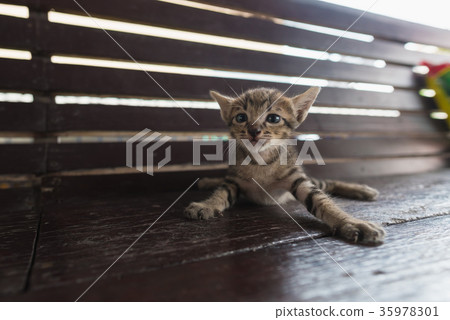Cute lonely kitten 35978301