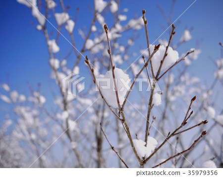 Snow scene of ski area 35979356