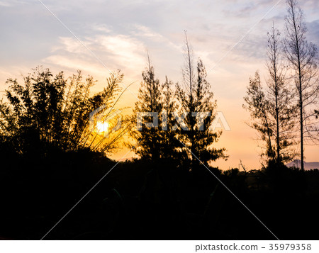 sky in morning with silhouette tree foreground sky in morning with silhouette tree foreground 35979358