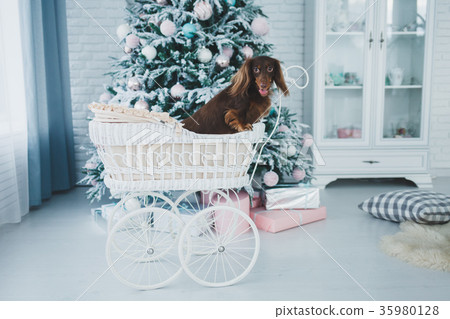 dog near Christmas tree dog near Christmas tree 35980128
