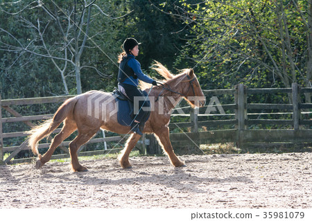 騎一匹白色和棕色印刷品馬的女孩 35981079