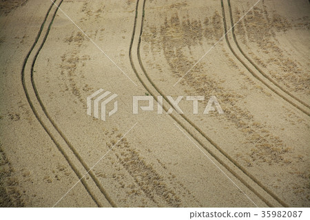 Grainfield near Laboe, Germany Grainfield near Laboe, Germany 35982087