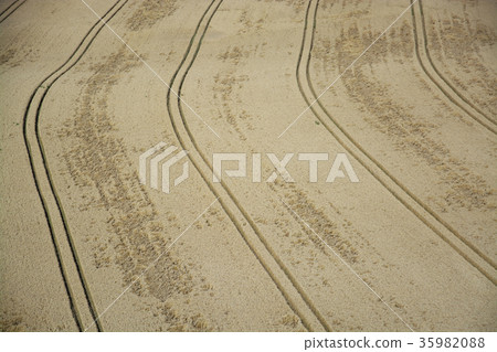 Grainfield near Laboe, Germany Grainfield near Laboe, Germany 35982088