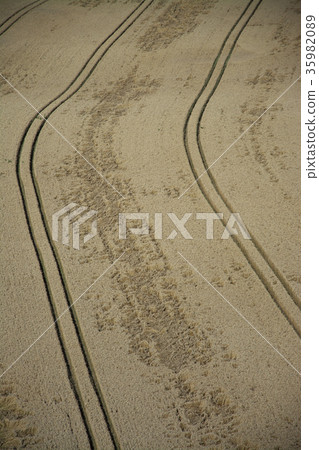 Grainfield near Laboe, Germany 35982089