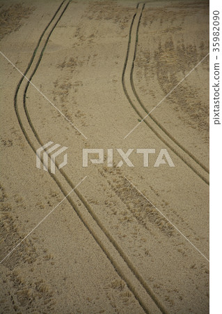 Grainfield near Laboe, Germany Grainfield near Laboe, Germany 35982090