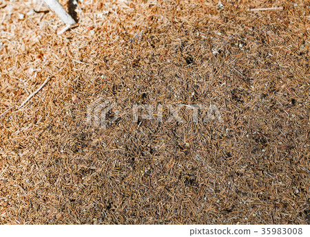 Anthill in the forest closeup Anthill in the forest closeup 35983008