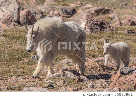 Mountain Goat Nanny and Kid Mountain Goat Nanny and Kid 35983901
